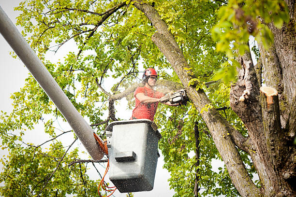 Best Arborist Consultation Services  in Wakefield, KS